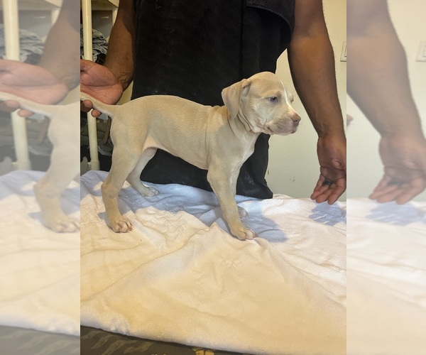 Medium Photo #3 American Bully Puppy For Sale in DUNDALK, MD, USA
