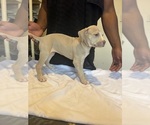 Small #2 American Bully