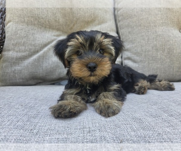 Medium Photo #52 Yorkshire Terrier Puppy For Sale in RHOADESVILLE, VA, USA