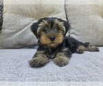 Small #9 Yorkshire Terrier
