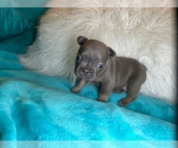 Medium Photo #26 French Bulldog Puppy For Sale in CHARLOTTESVILLE, VA, USA