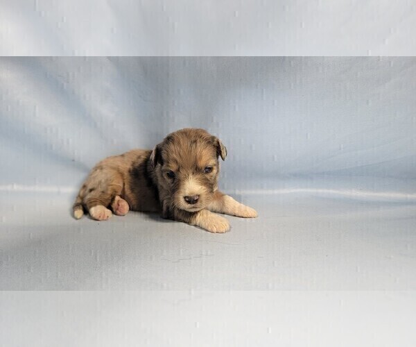 Medium Photo #68 Bernedoodle (Miniature) Puppy For Sale in BLACK FOREST, CO, USA