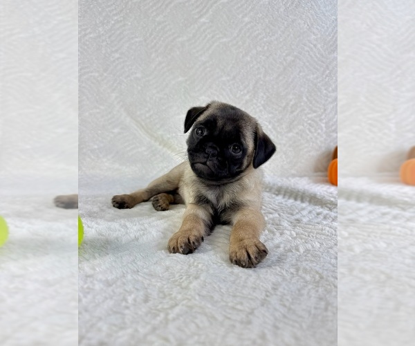 Medium Photo #3 Pug Puppy For Sale in GREENFIELD, IN, USA