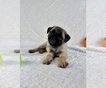 Small #2 Pug