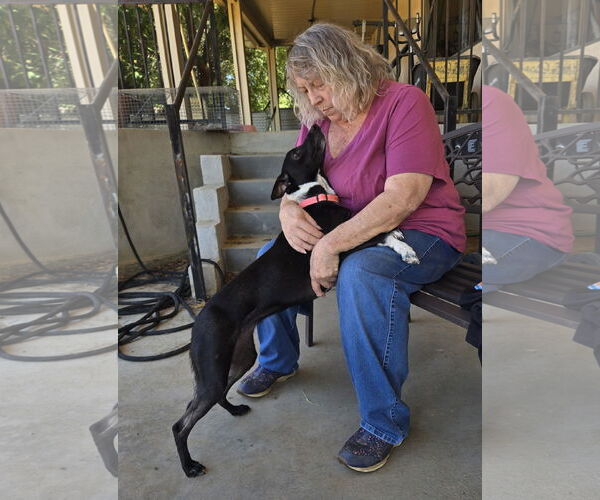 Medium Photo #6 Italian Greyhound-Unknown Mix Puppy For Sale in Fallbrook, CA, USA