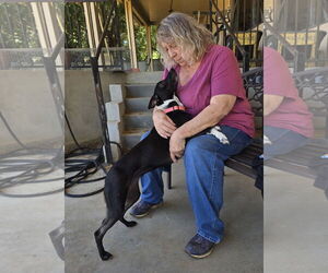 Fiona - Female Italian Greyhound-Unknown Mix Dog for Adoption - Photo #6