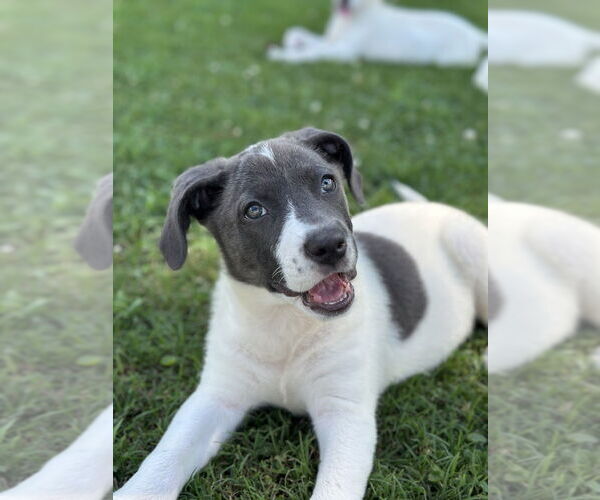 Medium Photo #4 Pointer-Unknown Mix Puppy For Sale in Boston, MA, USA