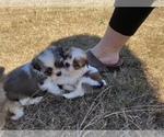 Small Photo #20 Shih Tzu Puppy For Sale in VENETA, OR, USA