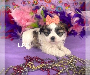 Mal-Shi Puppy for sale in WINNSBORO, LA, USA