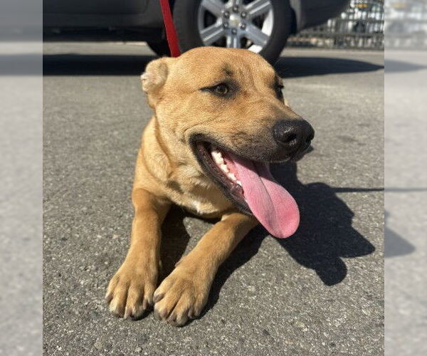 Medium Photo #1 Carolina Dog-Unknown Mix Puppy For Sale in San Bernardino, CA, USA