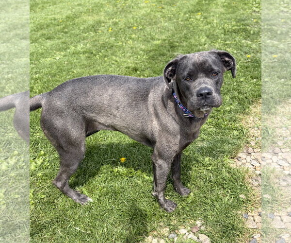 Medium Photo #3 Mutt Puppy For Sale in Jefferson, WI, USA
