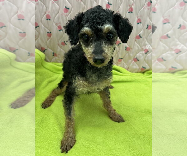 Medium Photo #5 Poodle (Miniature) Puppy For Sale in Pacolet, SC, USA