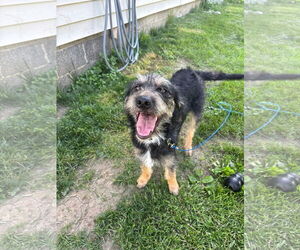Medium Irish Terrier Mix