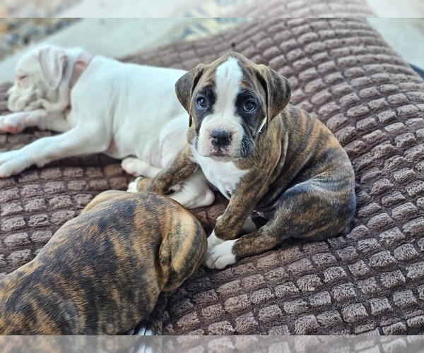 Medium Photo #7 Boxer Puppy For Sale in COMMERCE CITY, CO, USA
