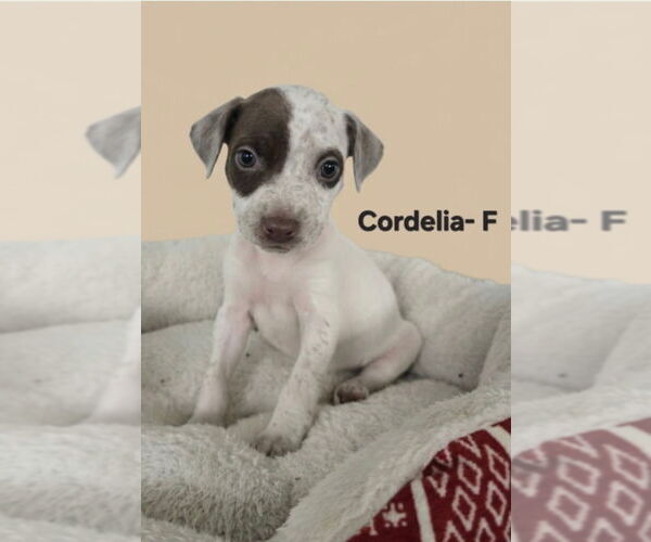 Medium Photo #1 Labrador Retriever Puppy For Sale in Jackson Township, NJ, USA