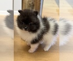 Small #4 Pomeranian