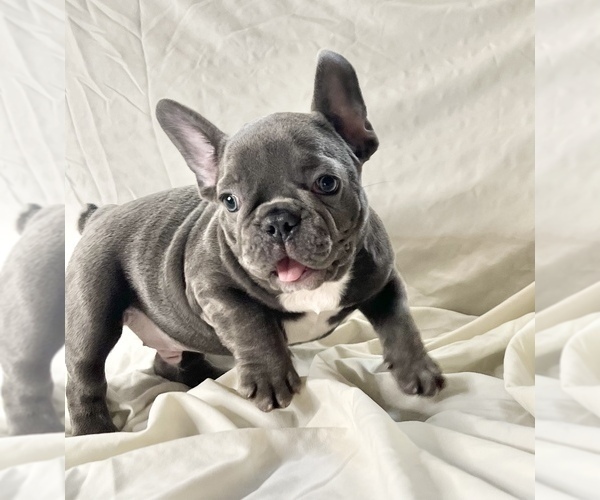 Medium Photo #7 French Bulldog Puppy For Sale in STATEN ISLAND, NY, USA