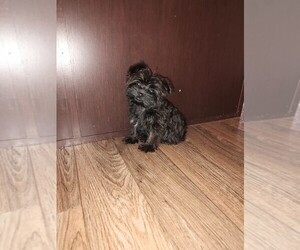 Yorkshire Terrier Puppy for sale in LAPEER, MI, USA