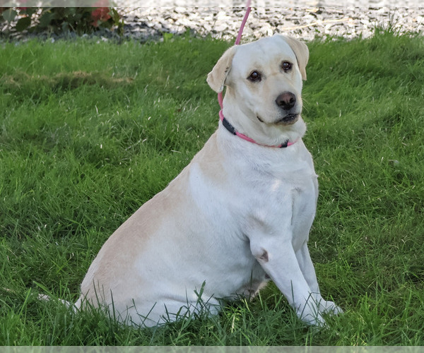 Medium Photo #3 Labrador Retriever Puppy For Sale in SYRACUSE, IN, USA
