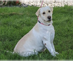 Small #2 Labrador Retriever