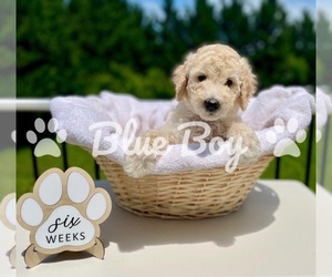 Poodle (Standard) Puppy for sale in WINCHESTER, VA, USA