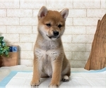 Small Photo #2 Shiba Inu Puppy For Sale in MIAMI, FL, USA