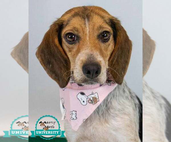 Medium Photo #1 Beagle Puppy For Sale in Kennesaw, GA, USA