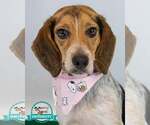 Small Beagle