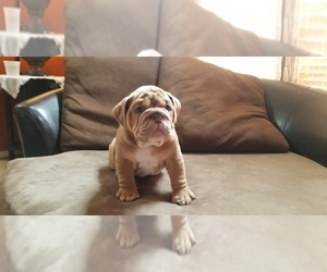 English Bulldog Puppy for sale in STANWOOD, WA, USA