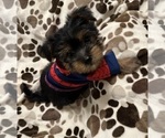 Small Photo #12 Yorkshire Terrier Puppy For Sale in ORLANDO, FL, USA