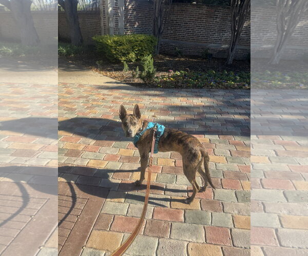 Medium Photo #9 Catahoula Leopard Dog-Holland Shepherd Mix Puppy For Sale in McKinney, TX, USA