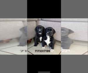 Labrador Retriever Puppy for sale in NOGALES, AZ, USA
