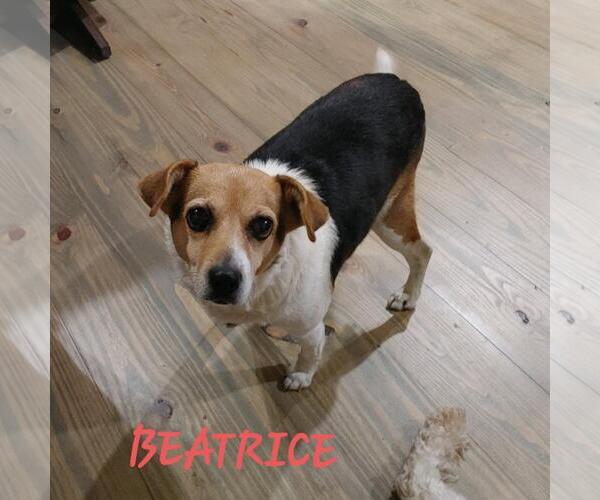 Medium Photo #3 Beagle-Unknown Mix Puppy For Sale in Hinton, WV, USA