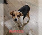 Small #2 Beagle Mix