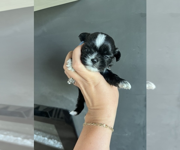 Medium Photo #10 Shih Tzu Puppy For Sale in BEAVER, UT, USA