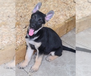 German Shepherd Dog Puppy for sale in WARREN, MA, USA