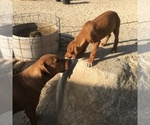 Small Photo #46 Rhodesian Ridgeback Puppy For Sale in MORONGO VALLEY, CA, USA