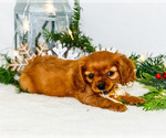Small #6 Cavalier King Charles Spaniel