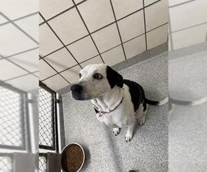 Labrador Retriever-Unknown Mix Dogs for adoption in Pasadena, TX, USA