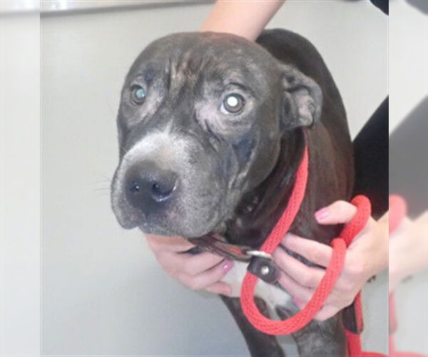 Medium Photo #1 Mutt Puppy For Sale in St. Cloud, FL, USA