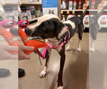Small #1 Catahoula Leopard Dog