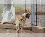 Casper - Male German Shepherd Dog Dog for Adoption - Small photo