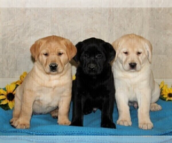 Medium Photo #2 Shepradors Puppy For Sale in STRASBURG, PA, USA