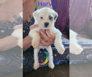 Havanese Dogs for adoption in Mt. Laurel, NJ, USA