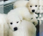 Small Photo #16 Great Pyrenees Puppy For Sale in MYAKKA CITY, FL, USA