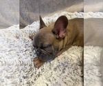 Small Photo #10 French Bulldog Puppy For Sale in OAKDALE, CA, USA