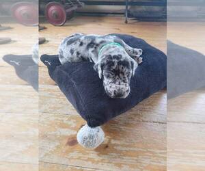 Great Dane Puppy for sale in Longueuil, Quebec, Canada