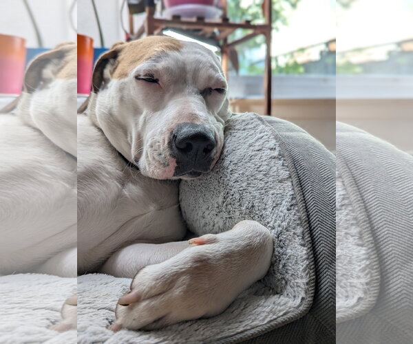 Medium Photo #4 American Bulldog-Unknown Mix Puppy For Sale in Davis, CA, USA