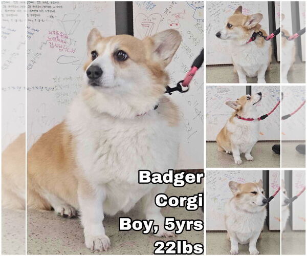 Medium Photo #1 Pembroke Welsh Corgi Puppy For Sale in Seattle, WA, USA
