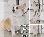 Small Pembroke Welsh Corgi
